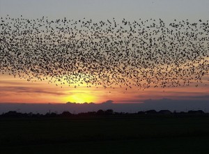natursymphonie - Achte auf deine Flugbahn - Vogelschwarm
